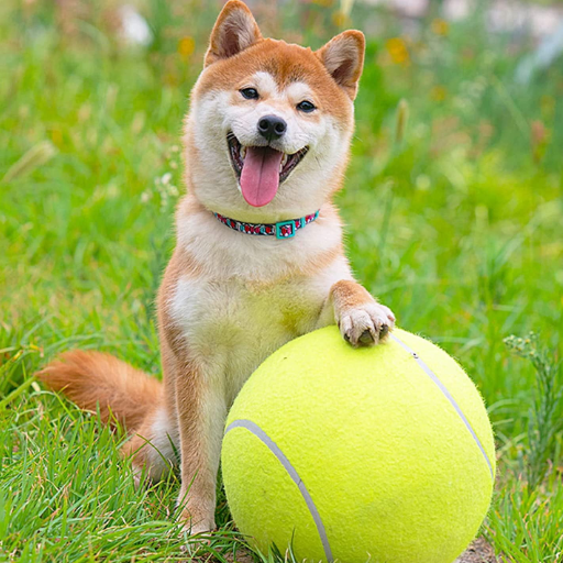Playing Fetch: Tips and Tricks